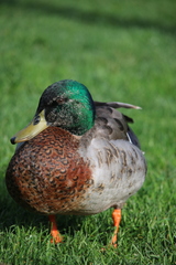 Anas platyrhynchos