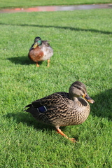 Anas platyrhynchos