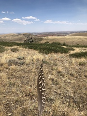 Centrocercus urophasianus