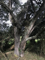 Escallonia discolor