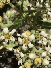 Escallonia discolor
