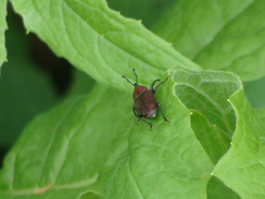 Rhodobaenus sanguineus