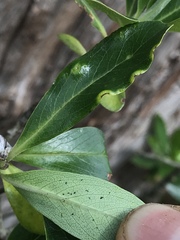 Escallonia discolor