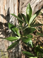 Escallonia discolor