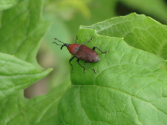 Rhodobaenus sanguineus