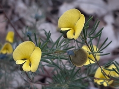 Gompholobium pinnatum