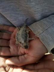 Phrynosoma cerroense