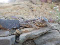 Phrynosoma cerroense