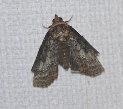 Lophoptera