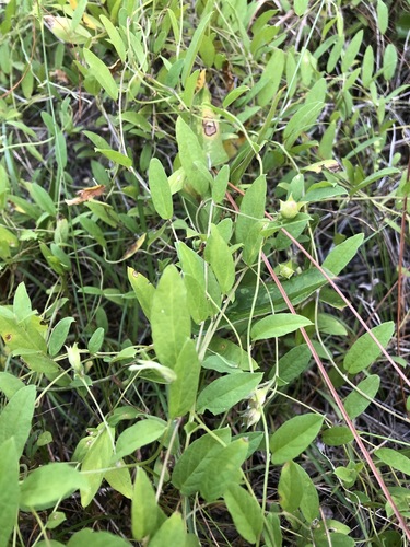 Stylisma villosa image