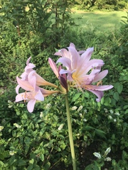 Amaryllis belladonna