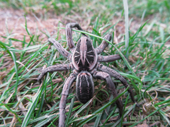 Lycosa pampeana