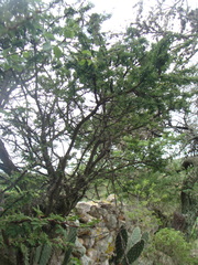 Vachellia pennatula