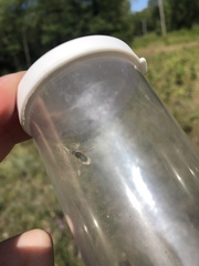 Systoechus candidulus