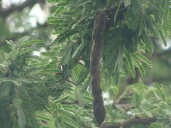 Vachellia pennatula