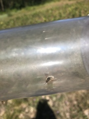 Systoechus candidulus