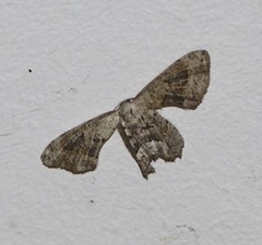 Phazaca leucocephala