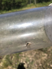 Systoechus candidulus