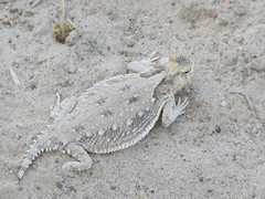 Phrynosoma cerroense