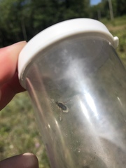 Systoechus candidulus