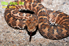 Gloydius intermedius