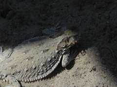 Phrynosoma cerroense