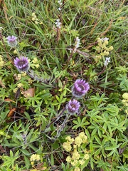 Erigeron borealis