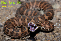 Gloydius intermedius