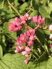 Antigonon