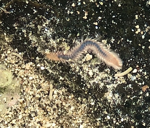 Eurythoe complanata observed 2020-08-07