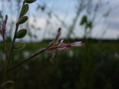 Oenothera simulans