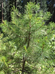Pinus lambertiana