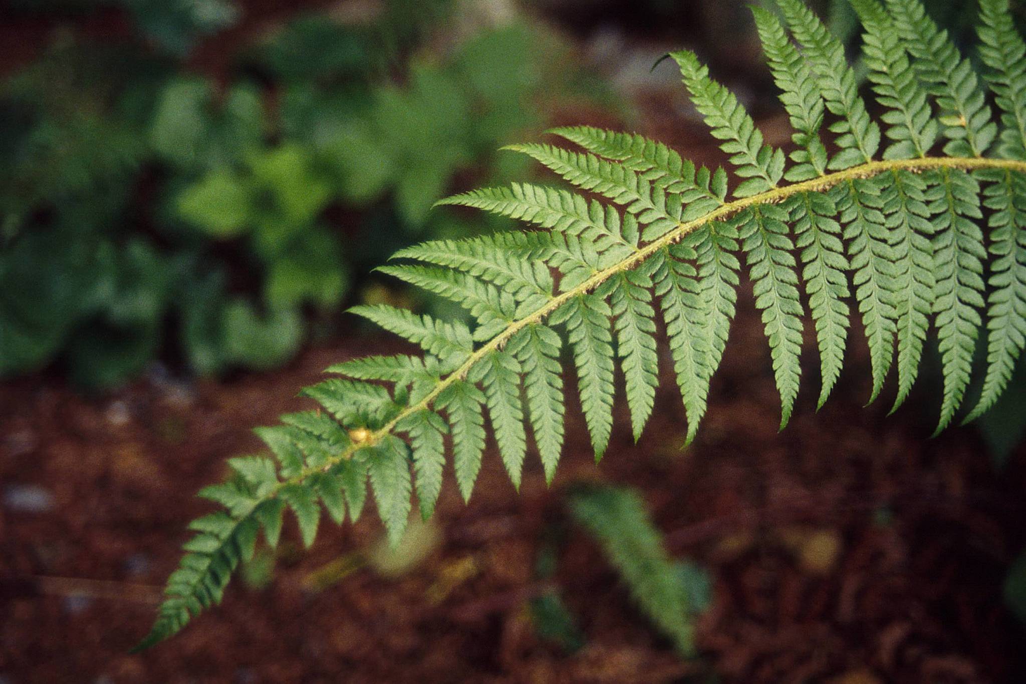Polystichum
