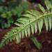 Polystichum andersonii - Photo (c) Smithsonian Institution, National Museum of Natural History, Department of Botany, algunos derechos reservados (CC BY-NC-SA)