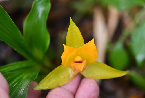 Lycaste cruenta, photograph 3