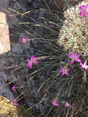 Dianthus lusitanus