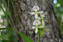 Prosthechea radiata