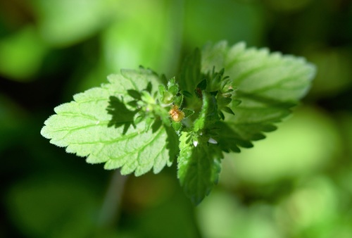 Veronica javanica