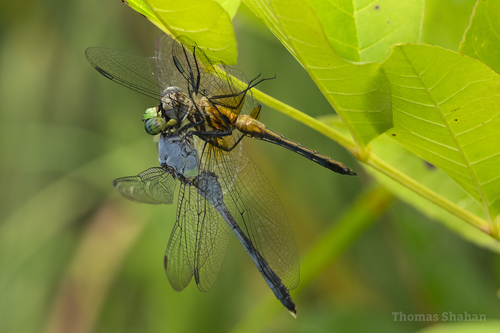 Eastern Pondhawk photographed in Oklahoma