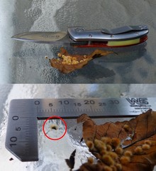 Caryomyia holotricha