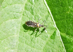 Pselliopus zebra