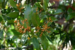 Photinia matudae