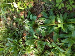 Echinacea laevigata