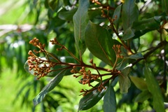 Photinia matudae