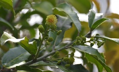 Olmediella betschleriana