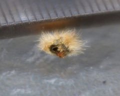 Caryomyia holotricha