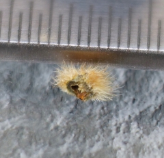 Caryomyia holotricha