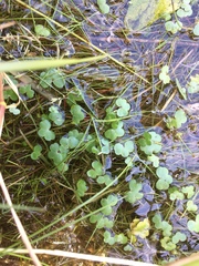 Ranunculus omiophyllus