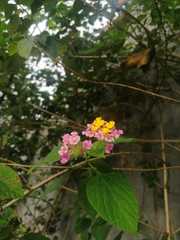 Lantana camara