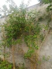 Lantana camara